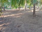 Coconut Land for Sale in Mulaitivu