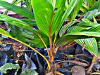 தென்னை கன்று Coconut Plant