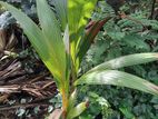 தென்னை மரம் Coconut Plants