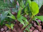 தென்னை (தென்னம்பிள்ளை) - coconut plant