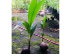 தென்னம் பிள்ளை/Coconut Plant