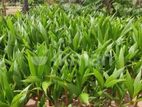தென்னம் பிள்ளை Coconut Plant