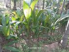 தென்னம்பிள்ளைகள் விற்பனைக்கு