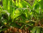 Coconut Plants