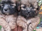 Teriar Puppies