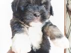 Terier puppies