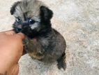 Terrier puppy