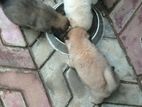 Terrier Puppies
