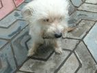 Terrier Puppies