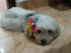 Terior puppy