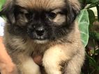 Terrier Puppies