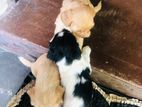 Terrier Puppy
