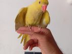 Term Parrot