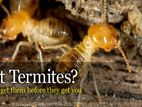 Termite and Fly Control Treatment