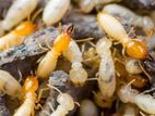 Termite And Fly Control Treatments