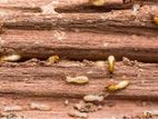Termite and General Pest Control Treatments