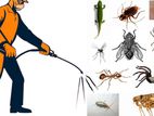 Termite and Pest Control Services