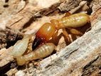 Termite and Pest Control Treatment