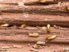 Termite and Pest Control Treatments