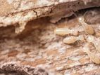 Termite and Pest Control Treatments