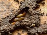 Termite Control and General Pest Treatment