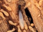 Termite Control and General Pest Treatment