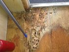 Termite Control