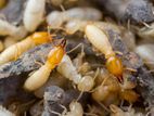 Termite Control