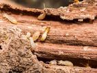 Termite Control - Pest