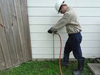 Termite Control - Pest