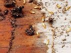 Termite Control - Pest
