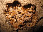 Termite Control Pest