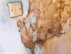Termite Control - Pest