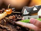 Termite Control - pest