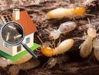 Termite Control - Pest
