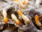 Termite Control - Power Pest Services Pvt Ltd