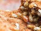Termite Control Service