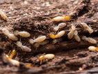 Termite Control Treatment