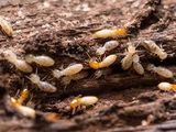 Termite Control Treatment