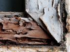 Termite Control Treatment