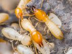 Termite Control Treatment