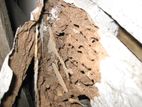 Termite Control Treatment Service