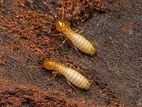 Termite Control Treatment වේයන් මර්දනය