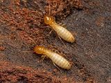 Termite Control Treatment වේයන් මර්දනය