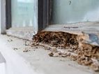 Termite Control Treatment වේයන් මර්දනය