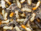 Termite control Treatment වේයන් මර්දනය