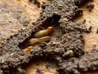 Termite Control Treatment වේයන් මර්දනය