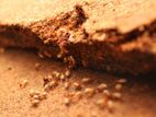 Termite Control Treatments