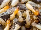 Termite Control Treatments