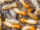 Termite Control (වේයන් මර්දනය)